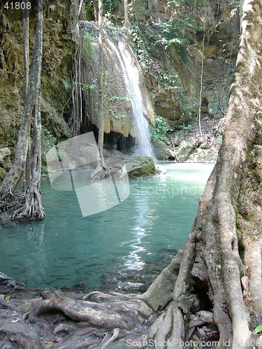 Image of Forest Thailand