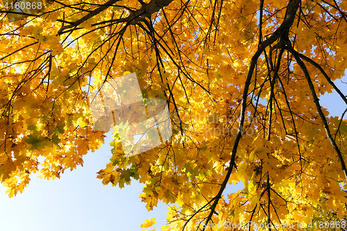 Image of Maple Park in autumn