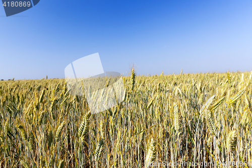 Image of agricultural field and blue sky
