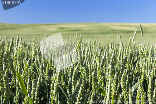 Image of Field with cereal