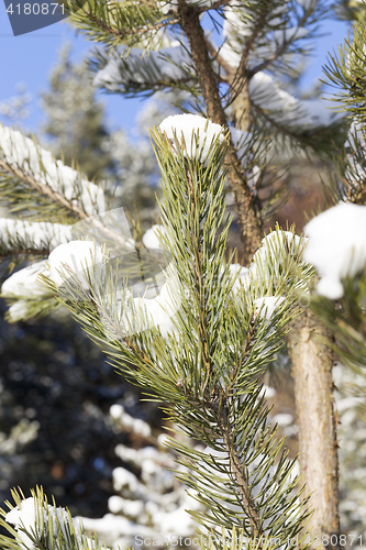 Image of pine under snow