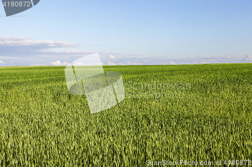 Image of Field with cereal