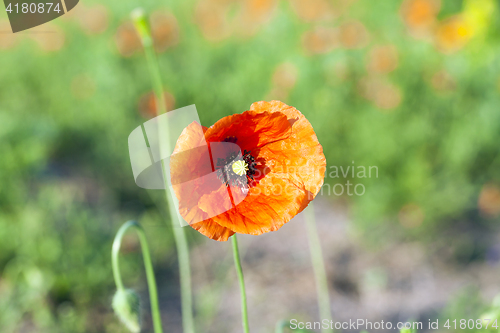 Image of Red Poppy in the field