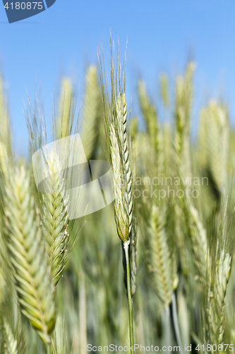 Image of Field with cereal