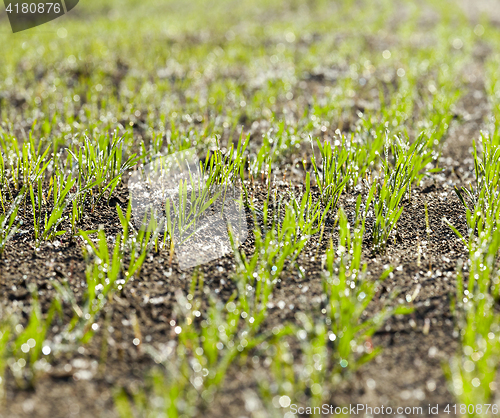 Image of stalk of wheat, frost