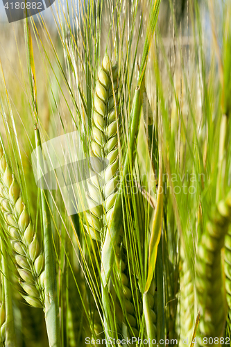 Image of Field with cereal