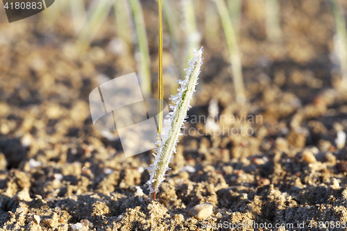 Image of green wheat in frost, close-up