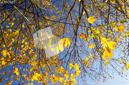 Image of yellowed maple trees in autumn