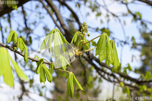 Image of green leaves of chestnut