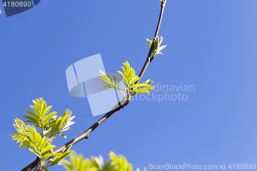 Image of green leaves of mountain ash