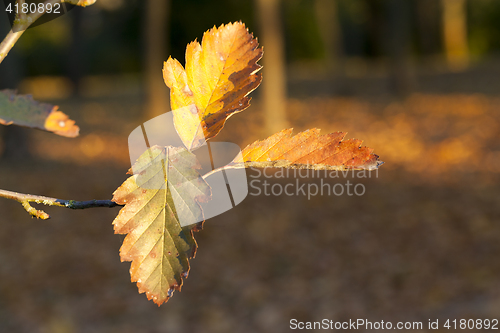 Image of the leaves on the trees