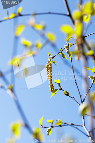 Image of young birch leaves