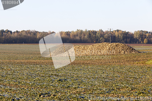 Image of beet roots, the field