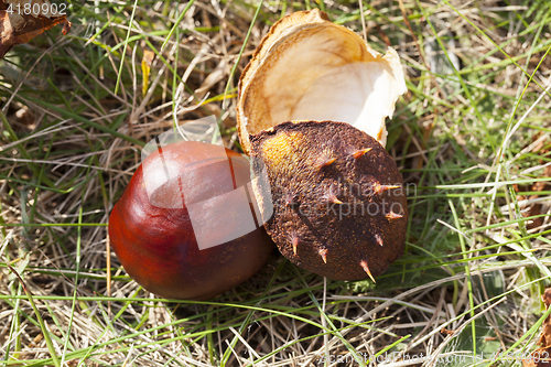 Image of ripe fruit chestnut