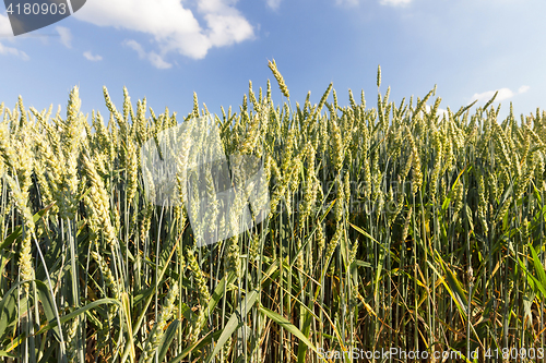 Image of agriculture, unripe wheat