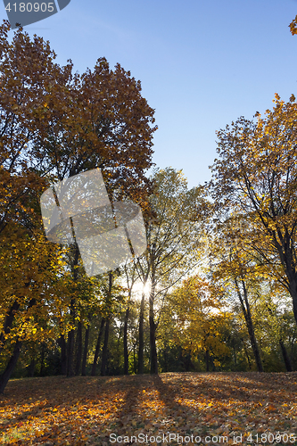 Image of yellowed maple trees in autumnX