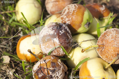 Image of rotten apples, close-up