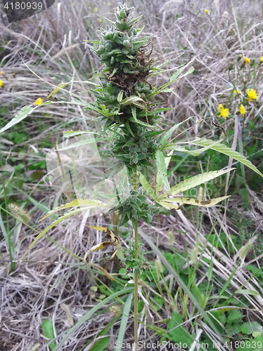 Image of Cannabis Sativa Plant