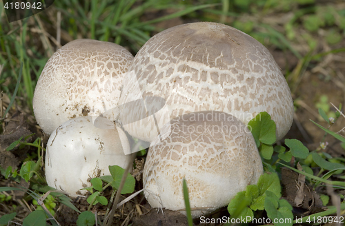 Image of Agaricus Bisporus Mushrooms