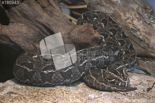 Image of Cape Mountain Adder