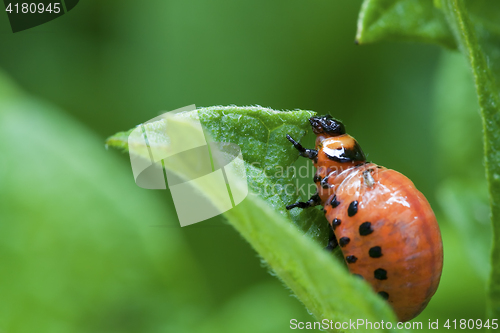 Image of Colorado Potato Beetle