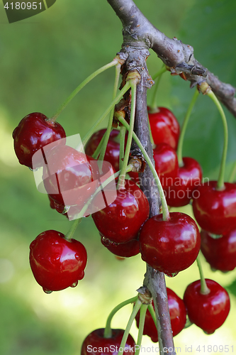 Image of Ripe Cherry Branch