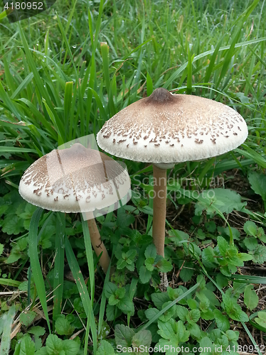 Image of Two Parasol Mushrooms