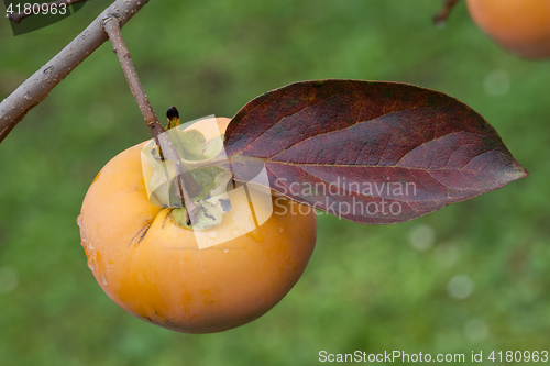 Image of Ripe Kaki Fruit