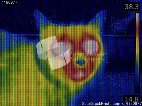 Image of Cat Head Thermal Imaging