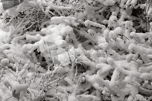 Image of Delicate snow formations, Gothenburg, Sweden