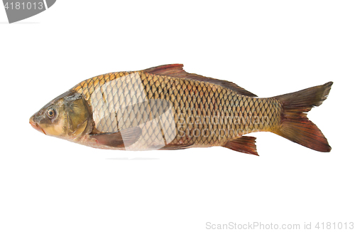 Image of Big carp isolated, white background