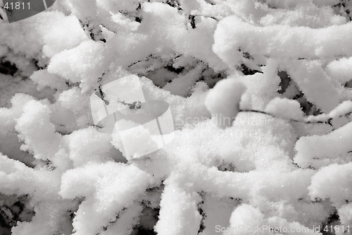 Image of Delicate snow formations, Gothenburg, Sweden