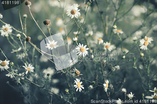 Image of Vintage Floral Background With Daisies