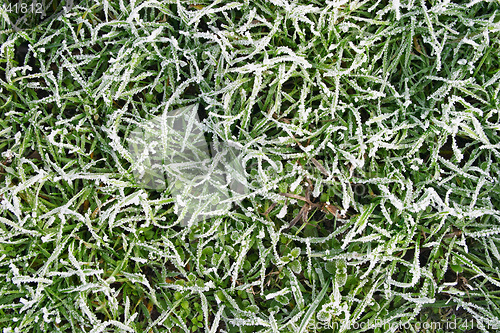 Image of Frozen grass texture