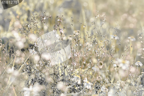 Image of Golden Shining Floral Herbal Background