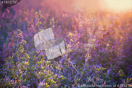 Image of Violet Floral Summer Background