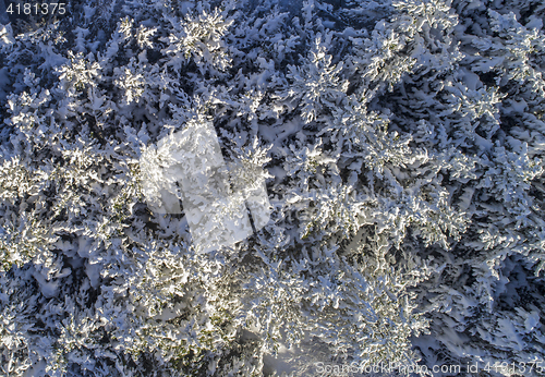 Image of Snowy trees