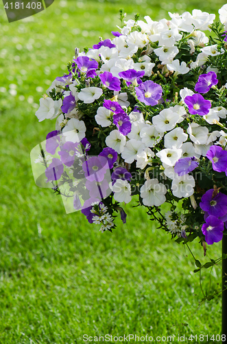 Image of Beautiful white and purple petunia flowers close up