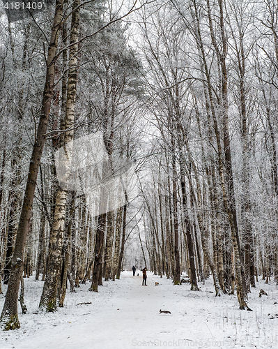 Image of City park in the winter, the trees covered with hoarfrost