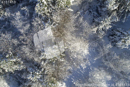 Image of Snowy forest