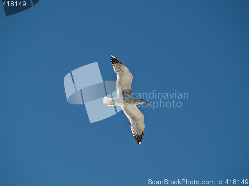 Image of Seagull Soaring in the Sky