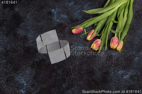 Image of Tulips on darken concrete background