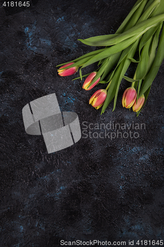 Image of Tulips on darken concrete background