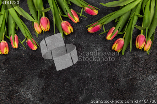 Image of Tulips on darken concrete background