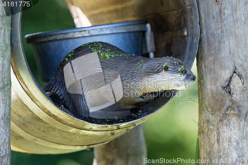 Image of Close-up of an otter eating special food