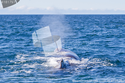 Image of Blowout of a large Sperm Whale near Iceland