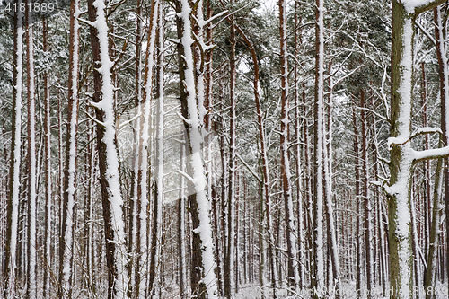 Image of Snowy tree trunks in a pine tree forest