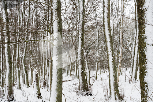 Image of Snowy tree trunks after the storm