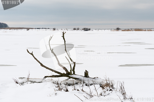 Image of Fallen dead tree in a snowy landscape