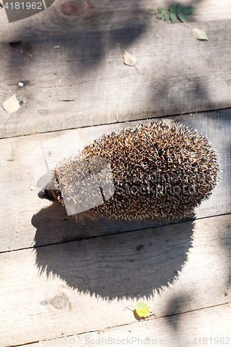 Image of hedgehog